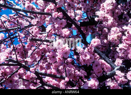 Kirschbaum in voller Blüte Stockfoto