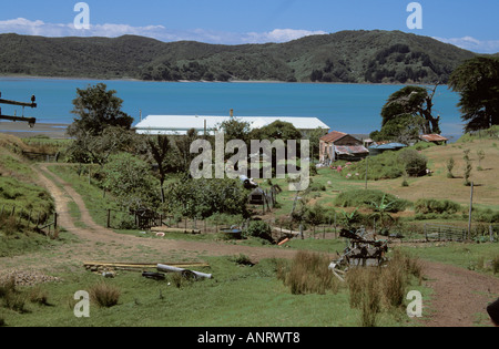 Sheep Farm New Zealand Waiheke Island Farm von Hang Stockfoto