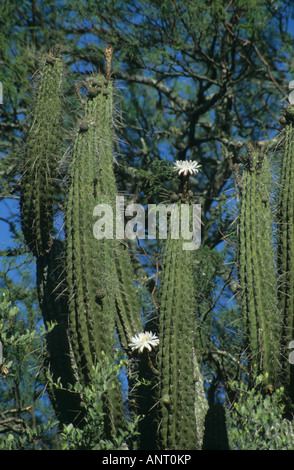 Kaktus - Cardon Trichocereus nomenklatorisches - in voller Blüte. Weiße Blüten Stockfoto