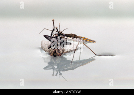 Gemeinsamen Teich Skater, Gerris Lacustris, mit Beute. Stockfoto