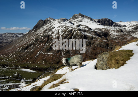 Herdwick Schafe am Berghang mit Langdale Pikes im Hintergrund von Side Pike englischen Lake District Stockfoto