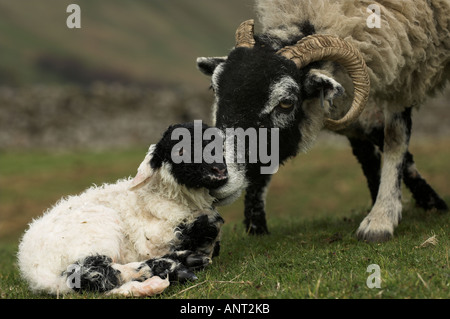 Swaledale Ewe mit Neugeborenen Twin Lämmer im Feld Stockfoto