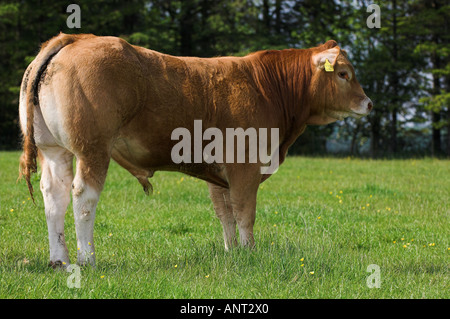 Limousin-Stier-Kalb im Feld Stockfoto