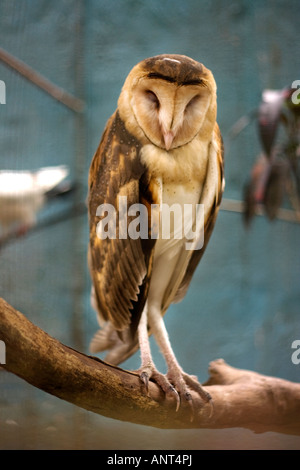 Eine schlafende Australasian Grass Eule im Inneren einen kleinen Zoo in Bohol. Stockfoto