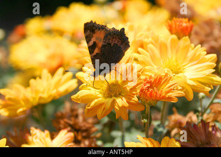 Schmetterling Nympalis Polychlorus Naturbilder, die schönen Blumen und Gärten Stockfoto