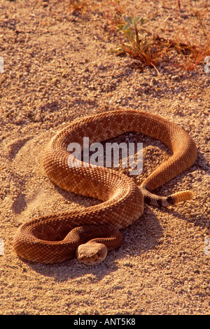 Klapperschlange Anza Borrego Desert State Park California Stockfoto