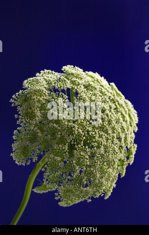 Queen Anne Lace Daucus Carota auf blauem Hintergrund Stockfoto