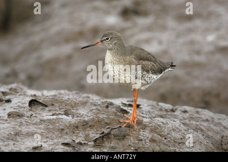 Rotschenkel Tringa Totanus stehen im küstennahen Wattenmeer Norfolk England Januar Stockfoto