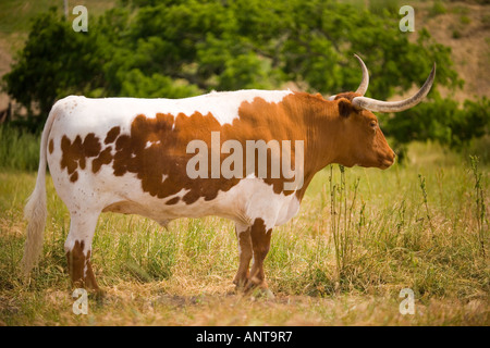 Longhorn-Rinder Santa Ynez Valley in der Nähe von Santa Barbara Kalifornien Stockfoto