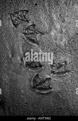 Die fünf Möwe Spuren im nassen Sand am Strand in East Sussex. Bild von Jim Holden. Stockfoto