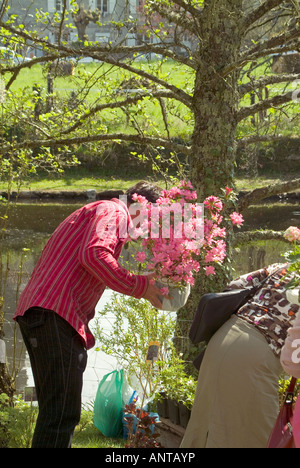 Mann in rosa Hemd Rosa Azalee auf einer Gartenschau in Kauf ein im Garten eines Schlosses in Zentral-Frankreich Stockfoto