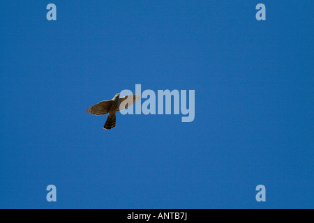Accipiter Nisus fliegen in den Himmel Stockfoto