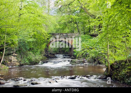 Eine Brücke über Mai Beck, neben fallen Foss Wasserfall im Sneaton Wald auf der North Yorkshire Moors, in der Nähe von Goathland, UK Stockfoto