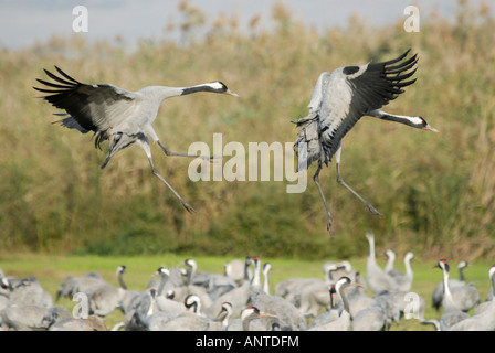 Kraniche (Grus Grus) Landung Stockfoto