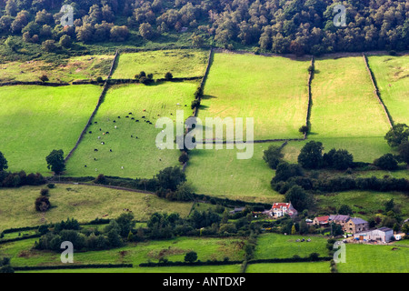 Hof und Felder im großen Fryupdale-Tal, North York Moors National Park. Schafe und Kühe weiden in auf eines der Felder. Stockfoto