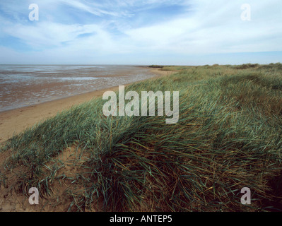 Den Dünengebieten Rasen bedeckt Sanddünen als Frontmann einen ruhigen Strand an der Nordseeküste in Lincolnshire Ostengland Stockfoto