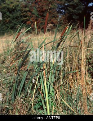 Große Reedmace (Typha Latifolia) wächst in einem Sumpfgebiet Deich auf Ackerland in Lincolnshire England vertikale Stockfoto