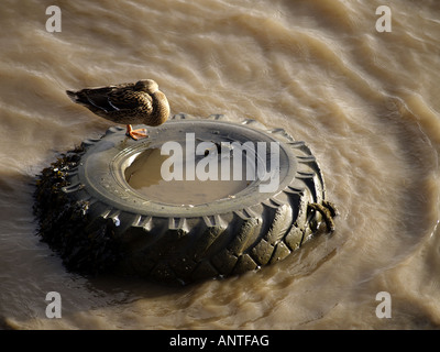 Mallard Ente schlafend auf einen alten Reifen in eine schlammige Flussmündung. Stockfoto