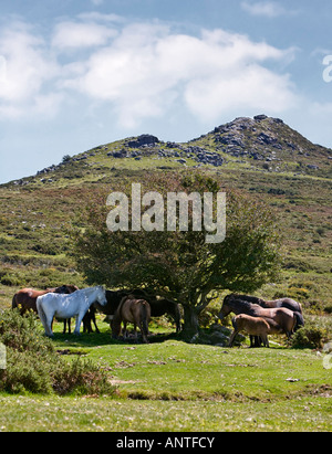 Eine Gruppe von Dartmoor Ponys suchen Schatten unter einem alten Weißdorn Baum im Hochsommer Dartmoor England UK Stockfoto