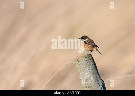 Männliche Schwarzkehlchen Saxicola Torquata auf Post Fen Drayton Cambridgeshire Stockfoto