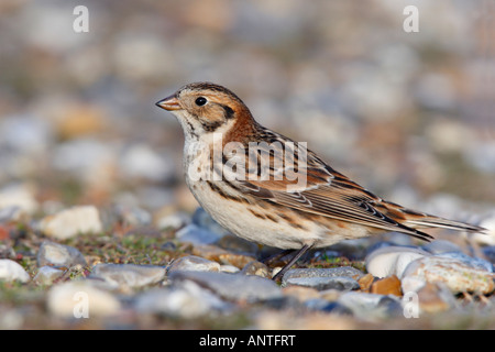 Lappland Bunting Calcarius Lapponicus Fütterung auf Kies Strand Salthouse North norfolk Stockfoto