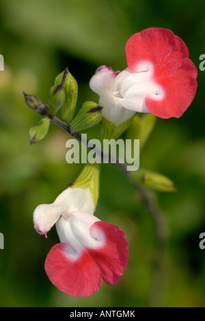 X Salvia Jamensis 'Hot Lips' Stockfoto