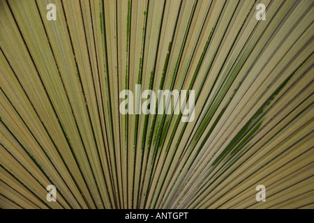 Palm Leaf Fächerpalme Haus Kew Gardens Stockfoto