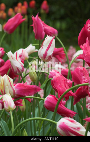 ROSA weiße Lilie blühenden Tulpen Tulipa Marilyn und Mariette Keukenhof Gärten der Niederlande Stockfoto