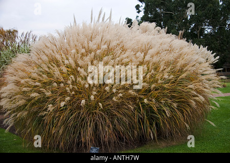 Pampas geben Sie Rasen Miscanthus Sinensis Yakushima Dwarf Kew Gardens Stockfoto