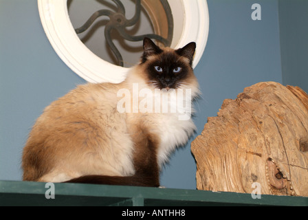 Eine Birma Katze beobachten Sie von der Spitze eines Regals. Stockfoto