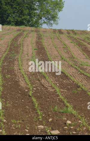 Frühling Getreide Mais Wachstum Ackerbau in Somerset, England Stockfoto