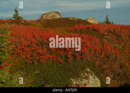 Die Peggys Cove Schutzgebiet in der Nähe von Halifax, Nova Scotia, Kanada. Zeigt Herbst Farbe und Granitfelsen. Stockfoto