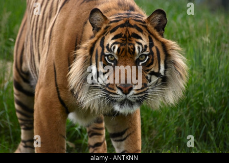Männliche Sumatra-Tiger Stockfoto