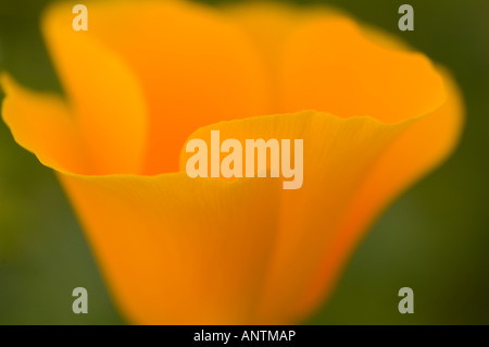 Kalifornische Mohn Blume, orange, Wild, Point Lobos Reserve Kalifornien Stockfoto