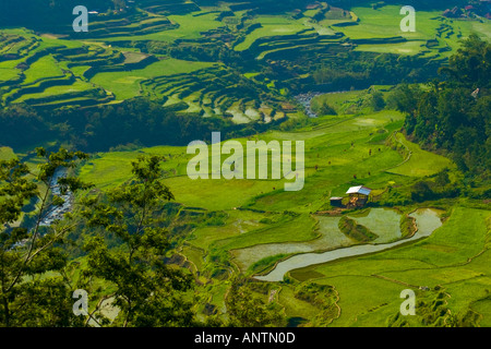 Die majestätischen Reisterrassen von Banaue Luzon Philippinen Stockfoto