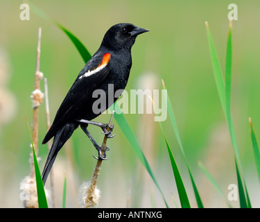 Eine rote geflügelte Amsel in der Mandel Marsh Forest Preserve in der Nähe von Chicago Illinois USA Stockfoto