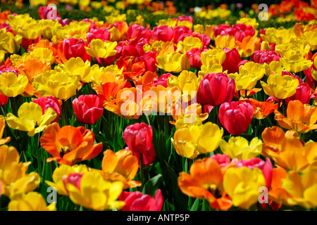 Eine blühende Tulpenfeld Ende April in Chicago Illinois USA Stockfoto