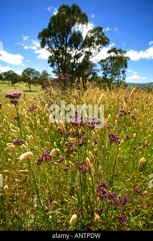 Australische Land am Straßenrand Gräser und Blumen in der Nähe von Nundle NSW Australia Stockfoto