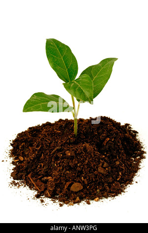 Wenig schmalblättrigen Viburnum tinus Stockfoto