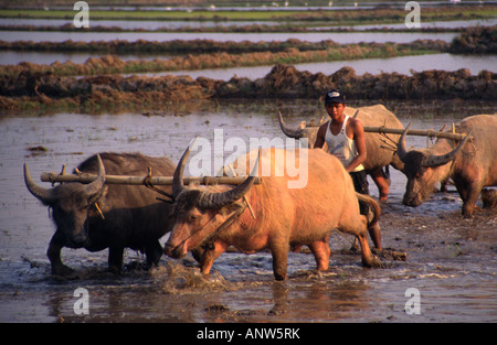 Pflügen Reisfelder mit Wasserbüffel. Taungguyi, Shan State in Myanmar (Burma). Stockfoto