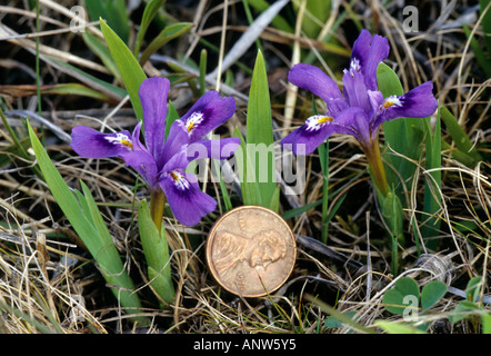 Lake Zwergiris, Iris lacustris Stockfoto