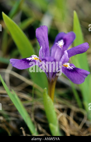 Lake Zwergiris, Iris lacustris Stockfoto