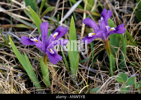 Lake Zwergiris, Iris lacustris Stockfoto