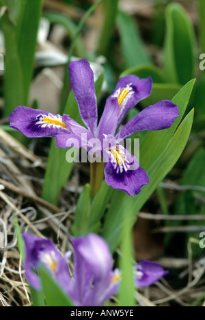 Lake Zwergiris, Iris lacustris Stockfoto