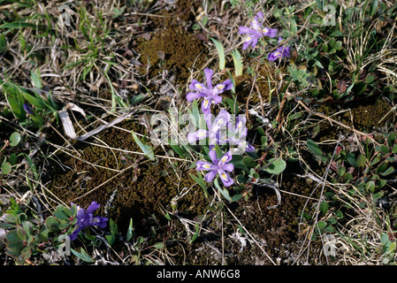 Lake Zwergiris, Iris lacustris Stockfoto