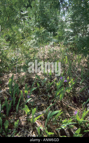 Lake Zwergiris, Iris lacustris Stockfoto