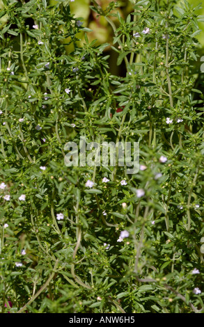 Bohnenkraut, Satureja hortensis Stockfoto