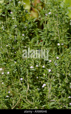Bohnenkraut, Satureja hortensis Stockfoto