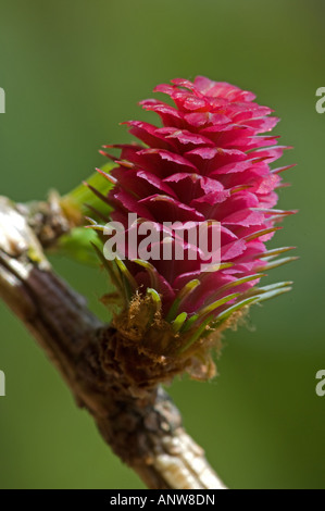 Europäische Lärche (Larix Decidua) weiblichen Blüten Stockfoto