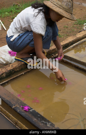 Myanmar Burma Shan State Pindaya Kunsthandwerk lokalen Werkstatt für die Fertigung von herkömmlichen Papier Sonnenschirme Frau verbreiten Stockfoto